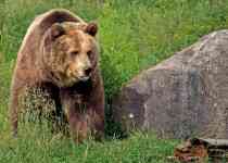 Bozeman: bear, Grizzly, grizzly bear